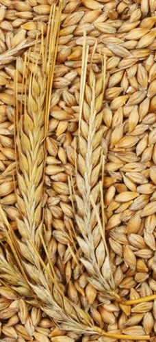 Wheat